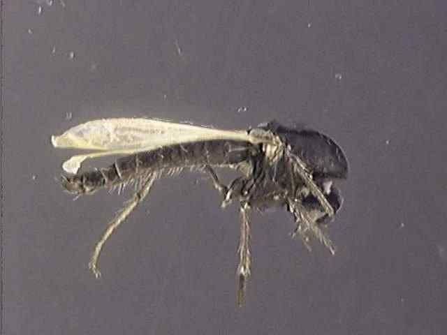 Chironomidae 1